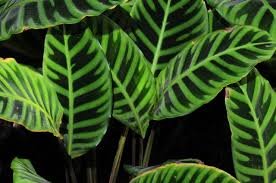 Calathea zebra